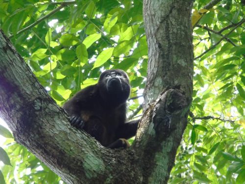 Kostarika, nacionalni park Corcovado