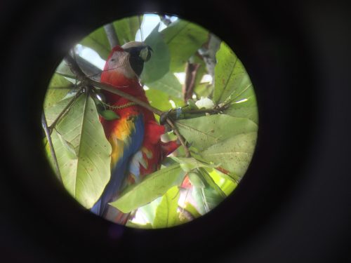 Kostarika, nacionalni park Corcovado