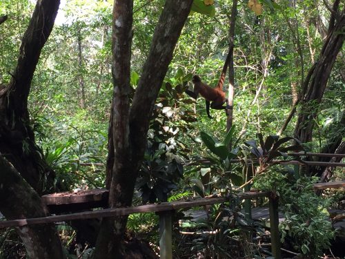 Kotarika, okolica nacionalnog parka Corcovado (foto: Martina Hrupić)