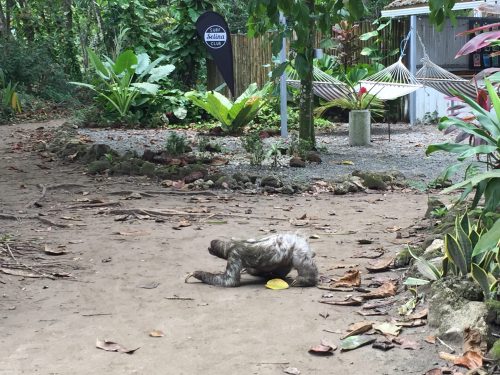 Kostarika, nacionalni park Corcovado (foto: Martina Hrupić)