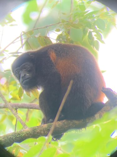 Kostarika, nacionalni park Corcovado