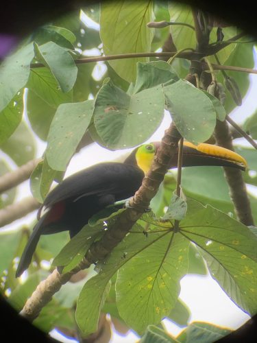 Kostarika, nacionalni park Corcovado