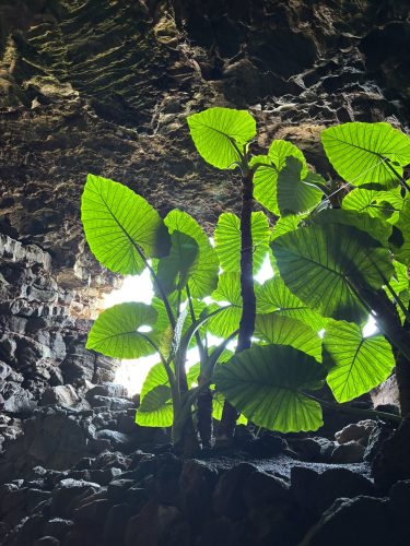 Cueva de los Verdes na otoku Lanzarote. Foto: Martina Hrupić