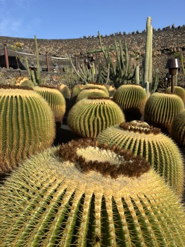 Vrt kaktusa na otoku Lanzarote. Foto: Martina Hrupić